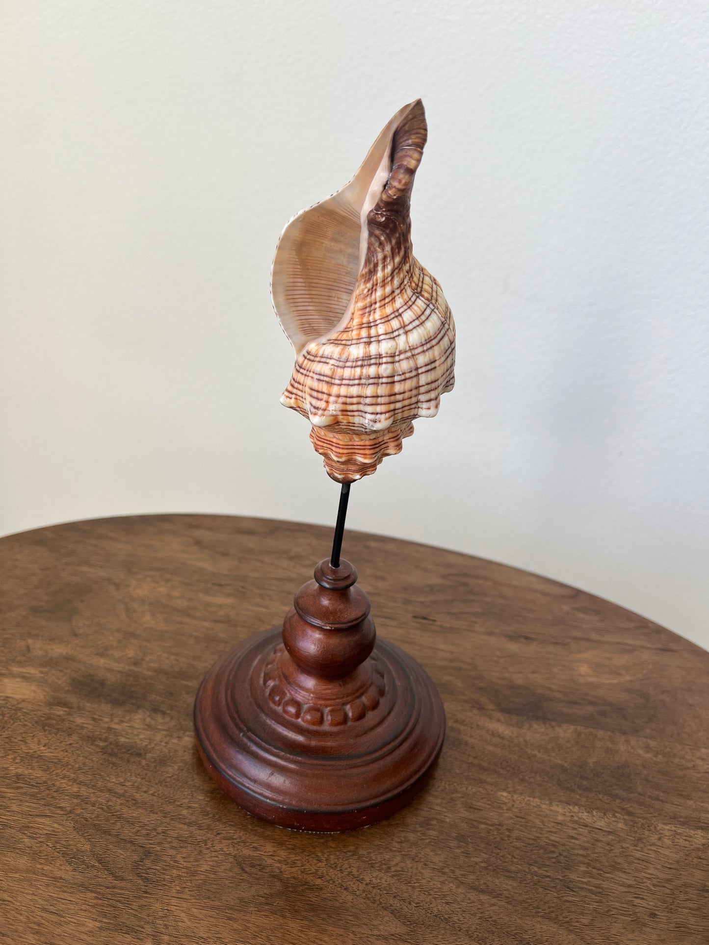 Shell on wood pedestal