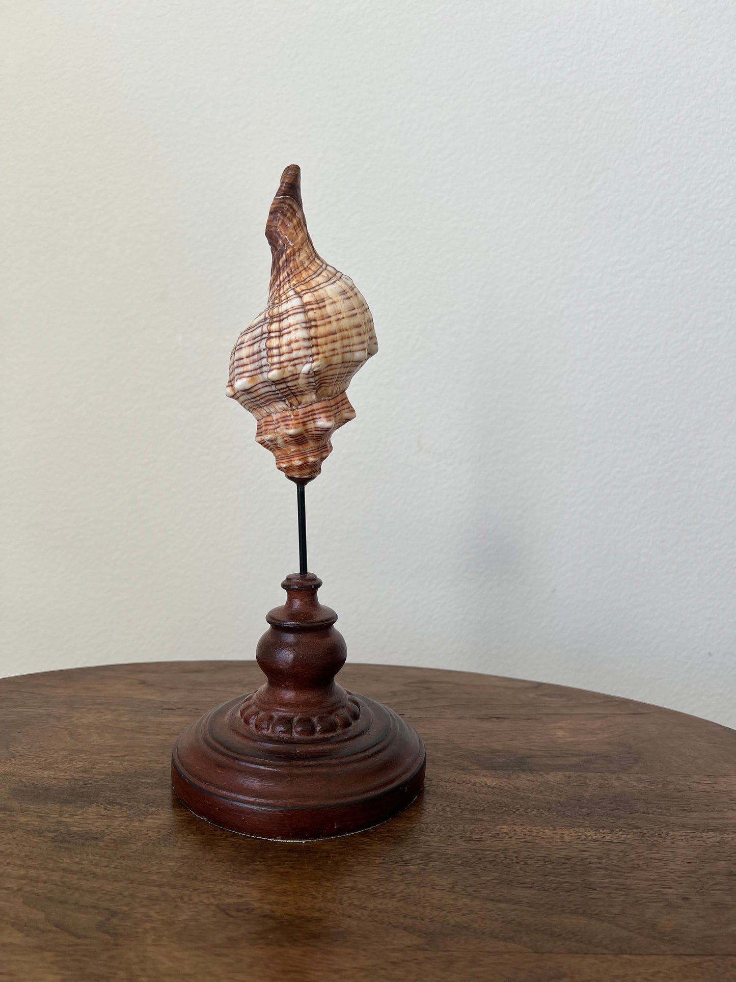 Shell on wood pedestal