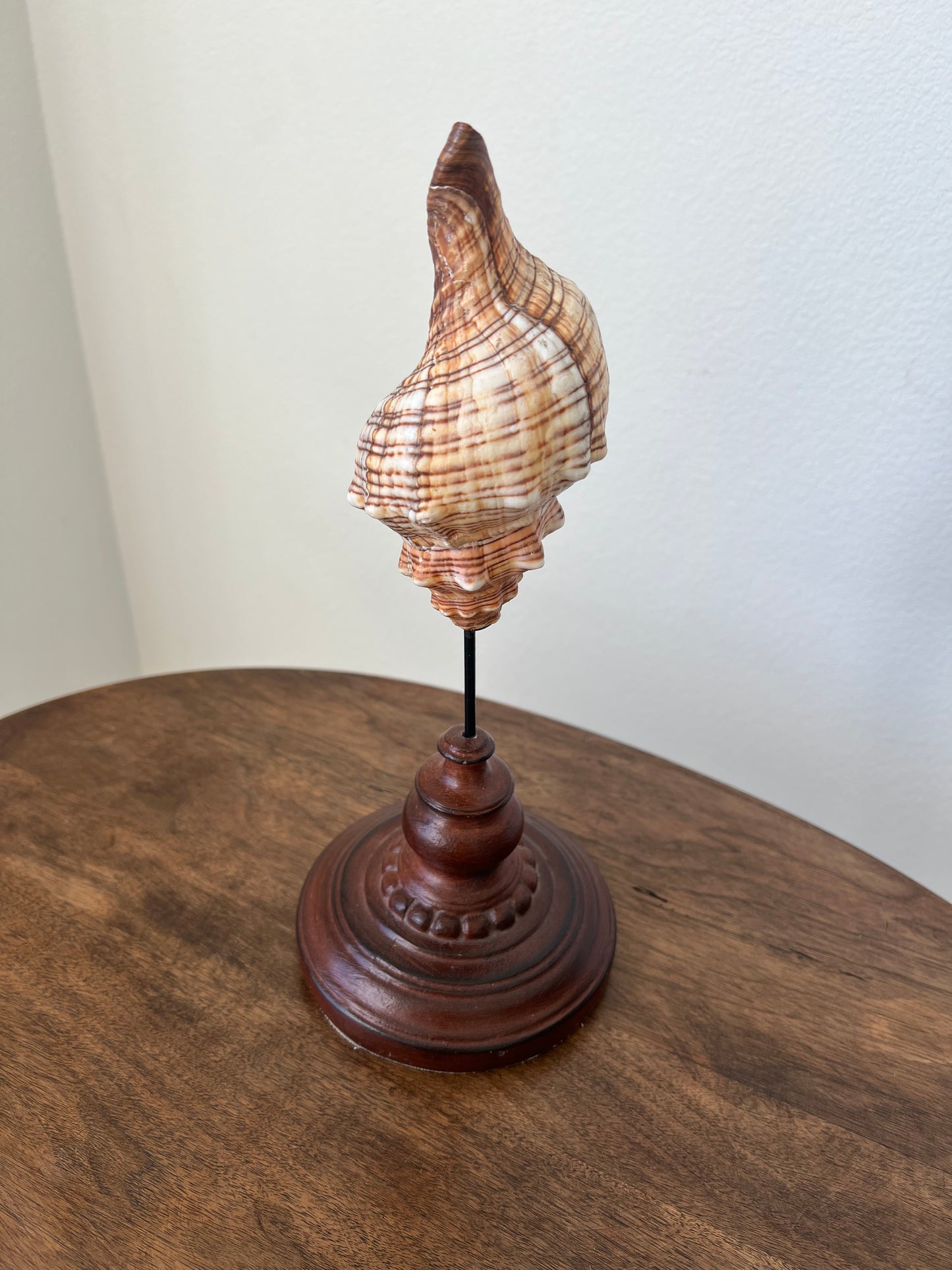Shell on wood pedestal