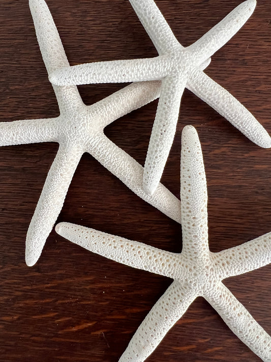 White Finger Sea Stars (set of 3)
