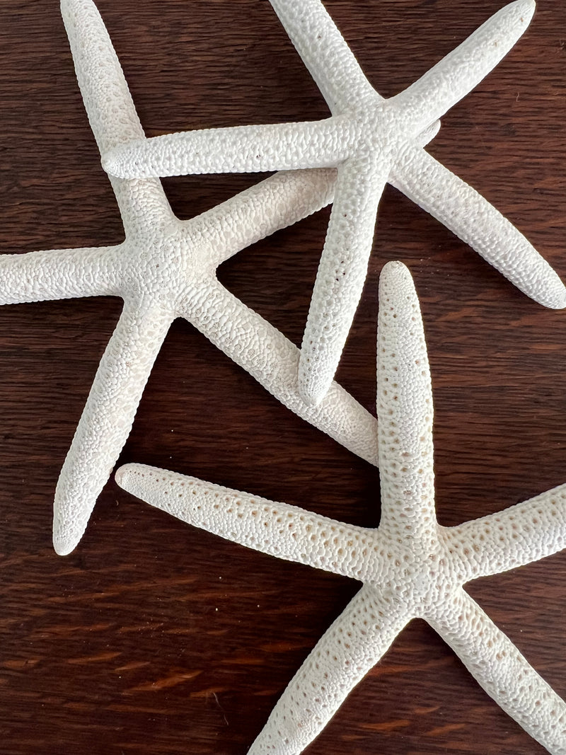 White Finger Sea Stars (set of 3)