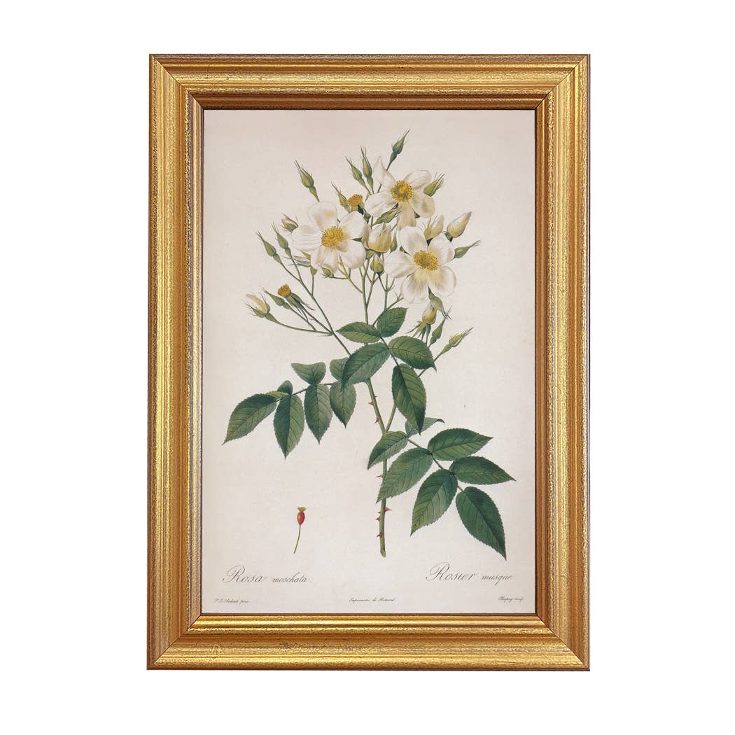 Rosa Moschata Musk Rose Framed Print