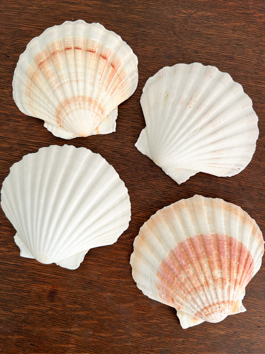 Scallop Shell Appetizer Plates (Set of 4)