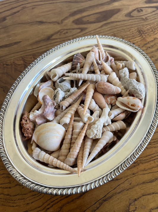 Seashell Bowl Filler