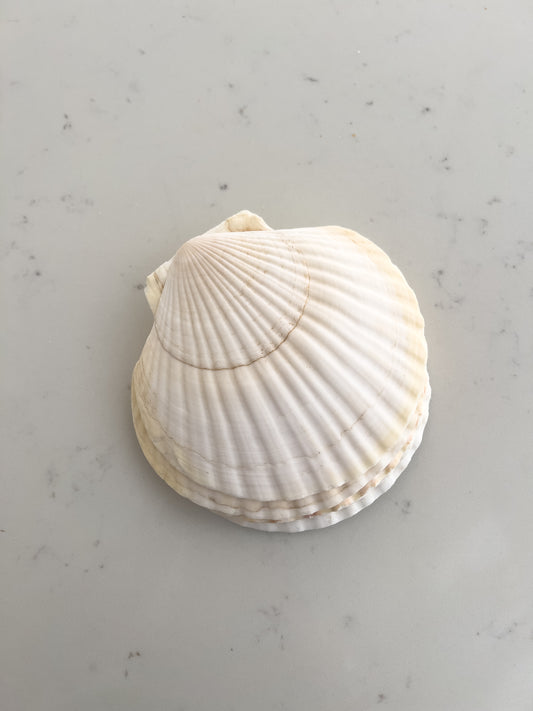 Scallop Shell Appetizer Plates