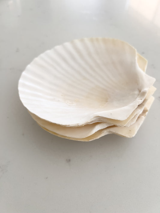 Scallop Shell Appetizer Plates