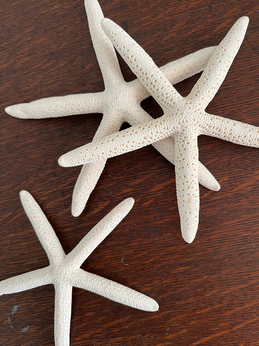 White Finger Sea Stars (set of 3)