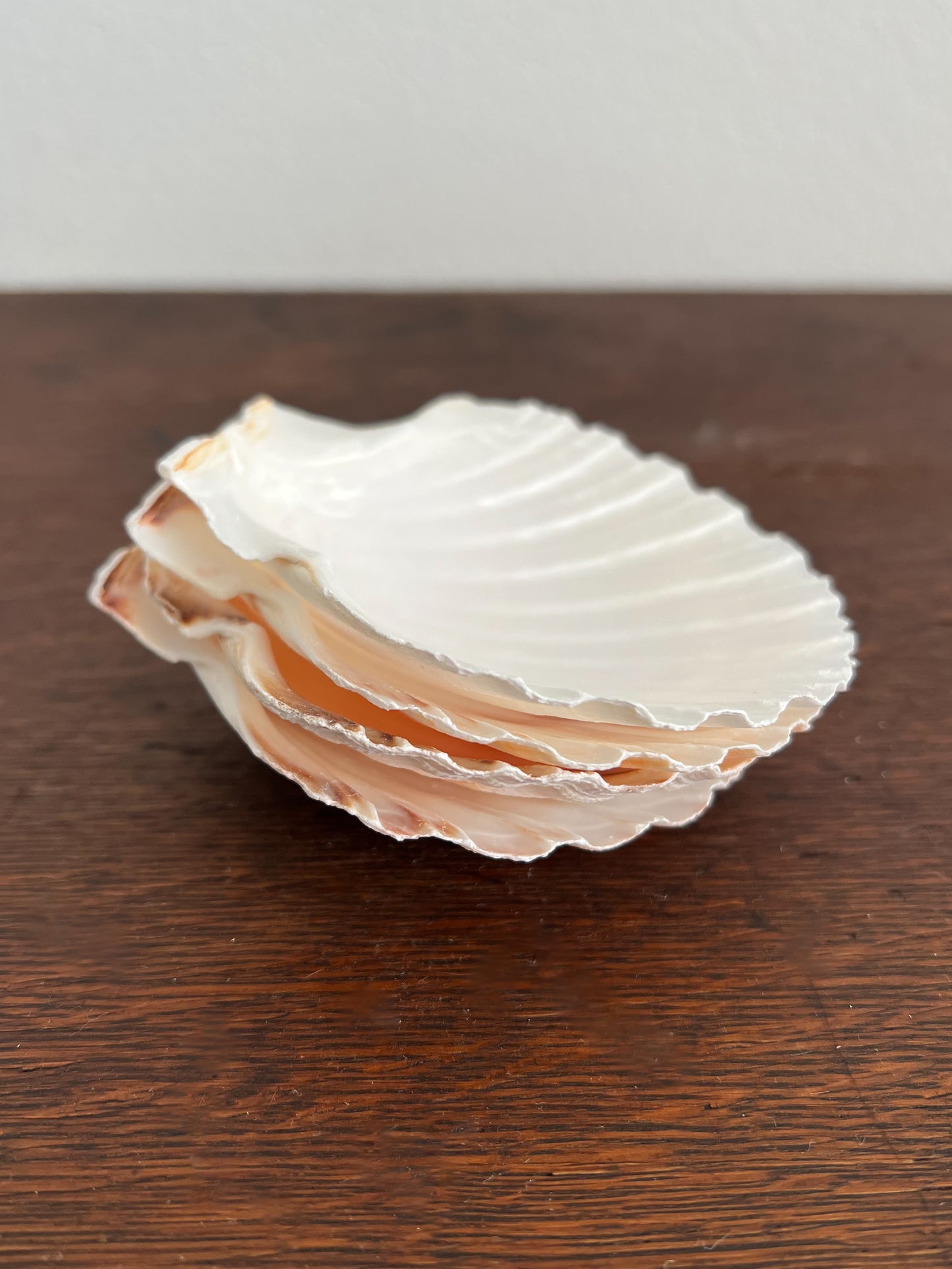 Scallop Shell Appetizer Plates (Set of 4)