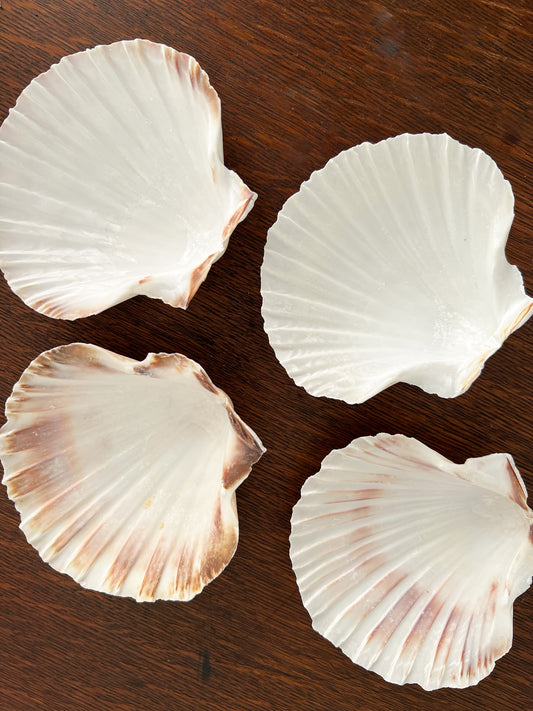 Scallop Shell Appetizer Plates (Set of 4)