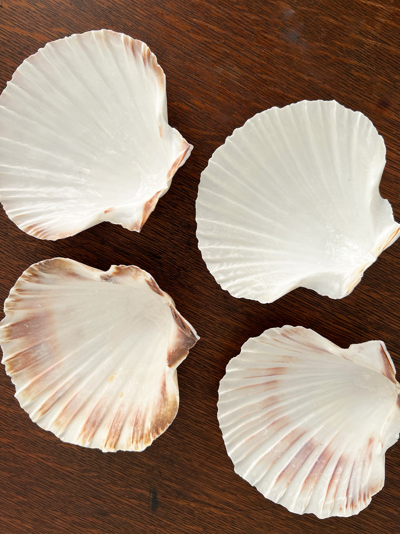 Scallop Shell Appetizer Plates (Set of 4)