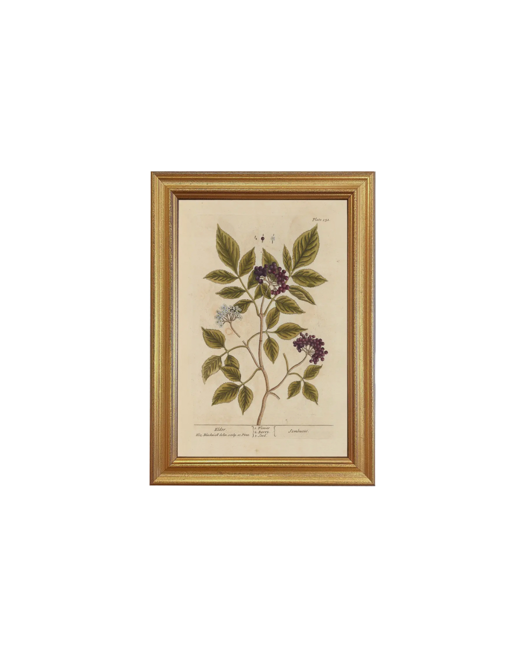 Elderberry Botanical Framed Print